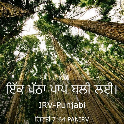 Picture 03 - ਗਿਣਤੀ 7:64 PANIRV - ਇੱਕ ਪੱਠਾ ਪਾਪ ਬਲੀ - Bible Verse Picture