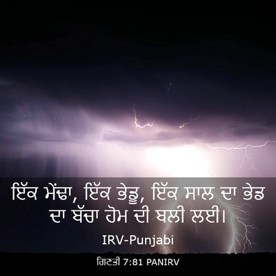 Picture 03 - ਗਿਣਤੀ 7:81 PANIRV - ਇੱਕ ਮੇਂਢਾ, ਇੱਕ - Bible Verse Picture