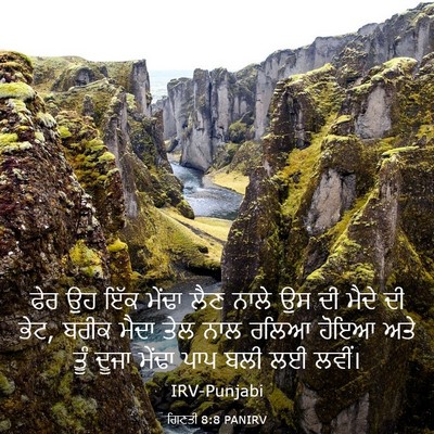 Picture 03 - ਗਿਣਤੀ 8:8 PANIRV - ਫੇਰ ਉਹ ਇੱਕ ਮੇਂਢਾ - Bible Verse Picture
