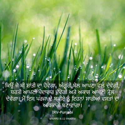 Picture 03 - ਜ਼ਕਰਯਾਹ 8:12 PANIRV - ਕਿਉਂ ਜੋ ਬੀ ਸ਼ਾਂਤੀ - Bible Verse Picture