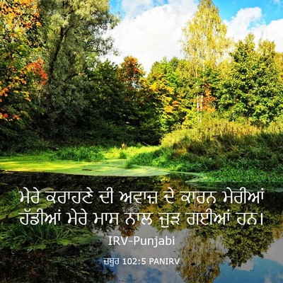 Picture 03 - ਜ਼ਬੂਰ 102:5 PANIRV - ਮੇਰੇ ਕਰਾਹਣੇ ਦੀ - Bible Verse Picture