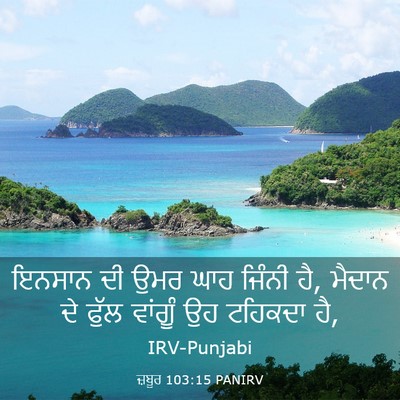Picture 03 - ਜ਼ਬੂਰ 103:15 PANIRV - ਇਨਸਾਨ ਦੀ ਉਮਰ ਘਾਹ - Bible Verse Picture