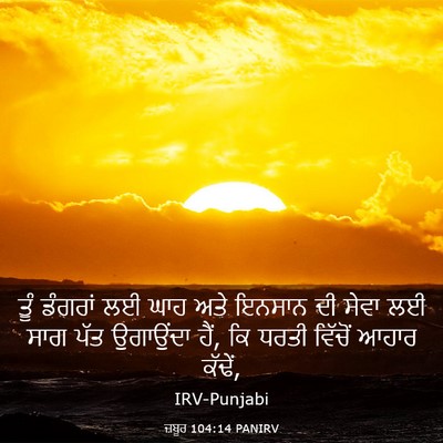 Picture 03 - ਜ਼ਬੂਰ 104:14 PANIRV - ਤੂੰ ਡੰਗਰਾਂ ਲਈ ਘਾਹ - Bible Verse Picture