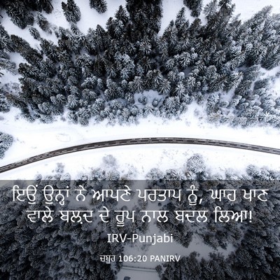 Picture 03 - ਜ਼ਬੂਰ 106:20 PANIRV - ਇਉਂ ਉਨ੍ਹਾਂ ਨੇ ਆਪਣੇ - Bible Verse Picture