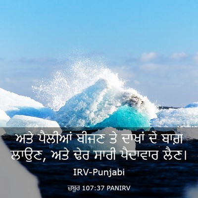 Picture 03 - ਜ਼ਬੂਰ 107:37 PANIRV - ਅਤੇ ਪੈਲੀਆਂ ਬੀਜਣ ਤੇ - Bible Verse Picture
