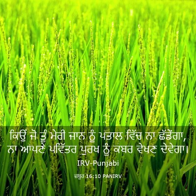 Picture 03 - ਜ਼ਬੂਰ 16:10 PANIRV - ਕਿਉਂ ਜੋ ਤੂੰ ਮੇਰੀ - Bible Verse Picture