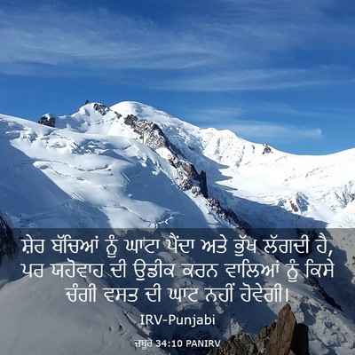Picture 03 - ਜ਼ਬੂਰ 34:10 PANIRV - ਸ਼ੇਰ ਬੱਚਿਆਂ ਨੂੰ - Bible Verse Picture