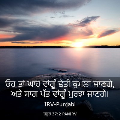 Picture 03 - ਜ਼ਬੂਰ 37:2 PANIRV - ਓਹ ਤਾਂ ਘਾਹ ਵਾਂਗੂੰ - Bible Verse Picture