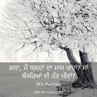 Picture 03 - ਜ਼ਬੂਰ 50:13 PANIRV - ਭਲਾ, ਮੈਂ ਬਲ਼ਦਾਂ ਦਾ - Bible Verse Picture