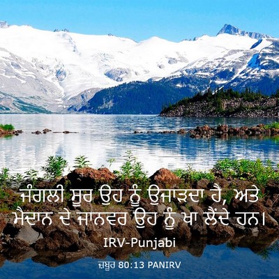 Picture 03 - ਜ਼ਬੂਰ 80:13 PANIRV - ਜੰਗਲੀ ਸੂਰ ਉਹ ਨੂੰ - Bible Verse Picture