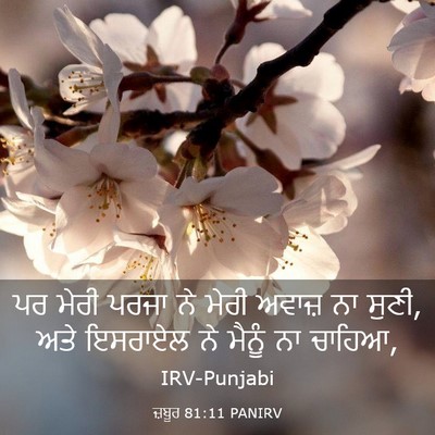 Picture 03 - ਜ਼ਬੂਰ 81:11 PANIRV - ਪਰ ਮੇਰੀ ਪਰਜਾ ਨੇ - Bible Verse Picture