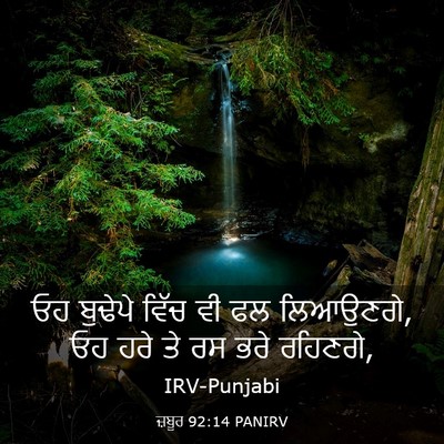 Picture 03 - ਜ਼ਬੂਰ 92:14 PANIRV - ਓਹ ਬੁਢੇਪੇ ਵਿੱਚ ਵੀ - Bible Verse Picture
