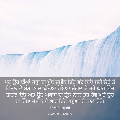 Picture 03 - ਦਾਨੀਏਲ 4:15 PANIRV - ਪਰ ਉਹ ਦੀਆਂ ਜੜ੍ਹਾਂ - Bible Verse Picture