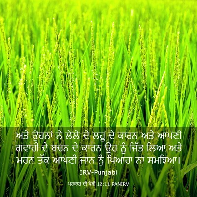 Picture 03 - ਪਰਕਾਸ਼ ਦੀ ਪੋਥੀ 12:11 PANIRV - ਅਤੇ ਉਹਨਾਂ ਨੇ ਲੇਲੇ - Bible Verse Picture