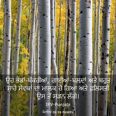 Picture 03 - ਪੈਦਾਇਸ਼ 26:14 PANIRV - ਉਹ ਭੇਡਾਂ-ਬੱਕਰੀਆਂ, - Bible Verse Picture