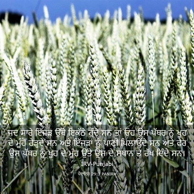 Picture 03 - ਪੈਦਾਇਸ਼ 29:3 PANIRV - ਜਦ ਸਾਰੇ ਇੱਜੜ ਉੱਥੇ - Bible Verse Picture