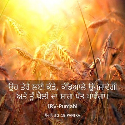 Picture 03 - ਪੈਦਾਇਸ਼ 3:18 PANIRV - ਉਹ ਤੇਰੇ ਲਈ ਕੰਡੇ, - Bible Verse Picture
