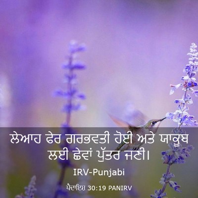 Picture 03 - ਪੈਦਾਇਸ਼ 30:19 PANIRV - ਲੇਆਹ ਫੇਰ ਗਰਭਵਤੀ - Bible Verse Picture