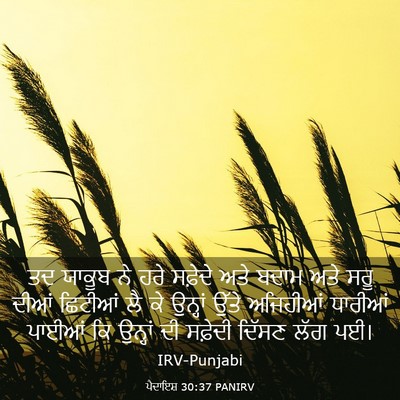 Picture 03 - ਪੈਦਾਇਸ਼ 30:37 PANIRV - ਤਦ ਯਾਕੂਬ ਨੇ ਹਰੇ - Bible Verse Picture