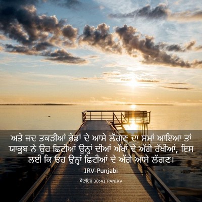 Picture 03 - ਪੈਦਾਇਸ਼ 30:41 PANIRV - ਅਤੇ ਜਦ ਤਕੜੀਆਂ - Bible Verse Picture