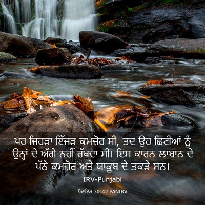 Picture 03 - ਪੈਦਾਇਸ਼ 30:42 PANIRV - ਪਰ ਜਿਹੜਾ ਇੱਜੜ - Bible Verse Picture