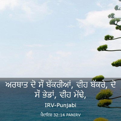 Picture 03 - ਪੈਦਾਇਸ਼ 32:14 PANIRV - ਅਰਥਾਤ ਦੋ ਸੌ - Bible Verse Picture