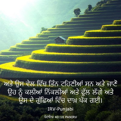 Picture 03 - ਪੈਦਾਇਸ਼ 40:10 PANIRV - ਅਤੇ ਉਸ ਵੇਲ ਵਿੱਚ - Bible Verse Picture