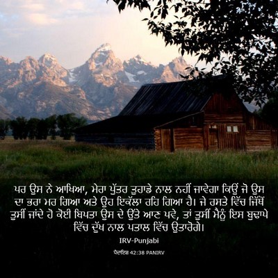 Picture 03 - ਪੈਦਾਇਸ਼ 42:38 PANIRV - ਪਰ ਉਸ ਨੇ ਆਖਿਆ, ਮੇਰਾ - Bible Verse Picture