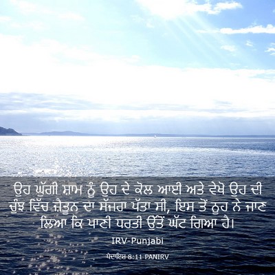 Picture 03 - ਪੈਦਾਇਸ਼ 8:11 PANIRV - ਉਹ ਘੁੱਗੀ ਸ਼ਾਮ ਨੂੰ - Bible Verse Picture