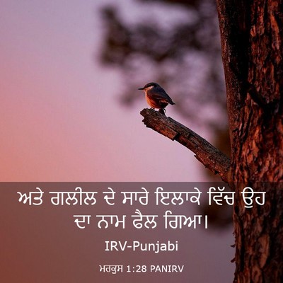 Picture 03 - ਮਰਕੁਸ 1:28 PANIRV - ਅਤੇ ਗਲੀਲ ਦੇ ਸਾਰੇ - Bible Verse Picture