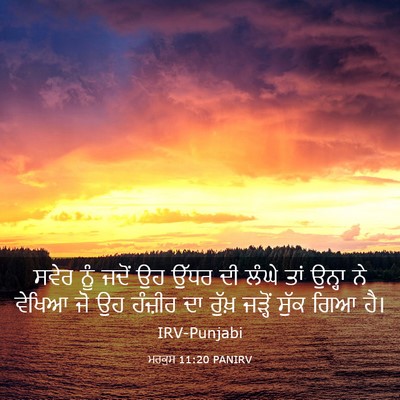Picture 03 - ਮਰਕੁਸ 11:20 PANIRV - ਸਵੇਰ ਨੂੰ ਜਦੋਂ ਉਹ - Bible Verse Picture