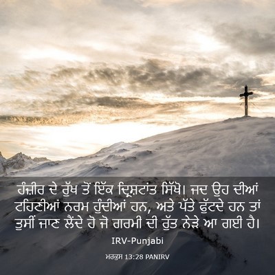 Picture 03 - ਮਰਕੁਸ 13:28 PANIRV - ਹੰਜ਼ੀਰ ਦੇ ਰੁੱਖ ਤੋਂ - Bible Verse Picture