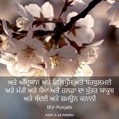 Picture 03 - ਮਰਕੁਸ 3:18 PANIRV - ਅਤੇ ਅੰਦ੍ਰਿਯਾਸ ਅਤੇ - Bible Verse Picture
