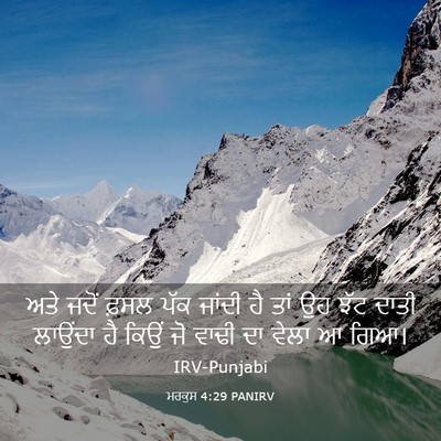 Picture 03 - ਮਰਕੁਸ 4:29 PANIRV - ਅਤੇ ਜਦੋਂ ਫ਼ਸਲ ਪੱਕ - Bible Verse Picture