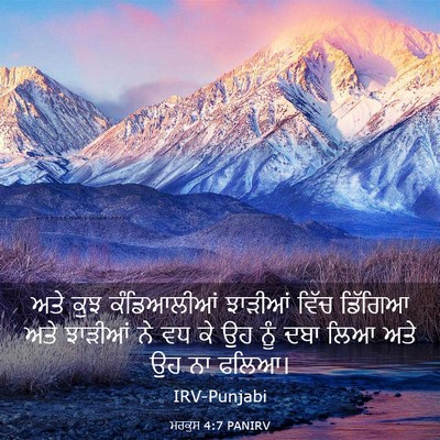 Picture 03 - ਮਰਕੁਸ 4:7 PANIRV - ਅਤੇ ਕੁਝ ਕੰਡਿਆਲੀਆਂ - Bible Verse Picture