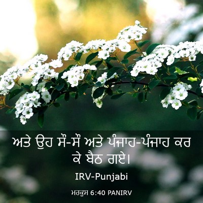 Picture 03 - ਮਰਕੁਸ 6:40 PANIRV - ਅਤੇ ਉਹ ਸੌ-ਸੌ ਅਤੇ - Bible Verse Picture