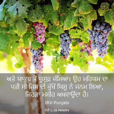 Picture 03 - ਮੱਤੀ 1:16 PANIRV - ਅਤੇ ਯਾਕੂਬ ਤੋਂ - Bible Verse Picture