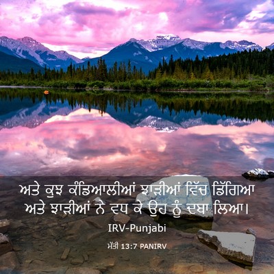 Picture 03 - ਮੱਤੀ 13:7 PANIRV - ਅਤੇ ਕੁਝ ਕੰਡਿਆਲੀਆਂ - Bible Verse Picture