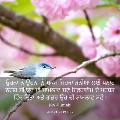 Picture 03 - ਯਸ਼ਵਾ 21:21 PANIRV - ਉਹਨਾਂ ਨੇ ਉਹਨਾਂ ਨੂੰ - Bible Verse Picture