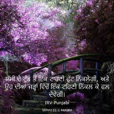 Picture 03 - ਯਸਾਯਾਹ 11:1 PANIRV - ਯੱਸੀ ਦੇ ਟੁੰਡ ਤੋਂ - Bible Verse Picture