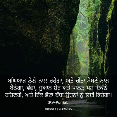 Picture 03 - ਯਸਾਯਾਹ 11:6 PANIRV - ਬਘਿਆੜ ਲੇਲੇ ਨਾਲ - Bible Verse Picture