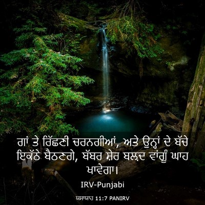 Picture 03 - ਯਸਾਯਾਹ 11:7 PANIRV - ਗਾਂ ਤੇ ਰਿੱਛਣੀ - Bible Verse Picture