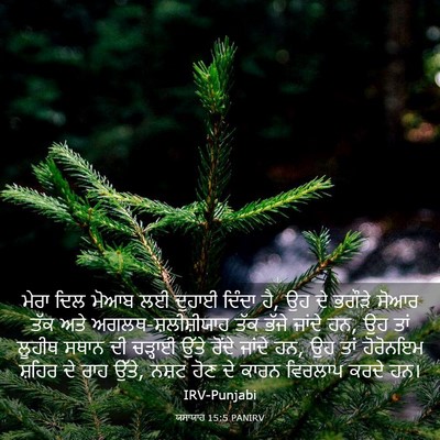 Picture 03 - ਯਸਾਯਾਹ 15:5 PANIRV - ਮੇਰਾ ਦਿਲ ਮੋਆਬ ਲਈ - Bible Verse Picture