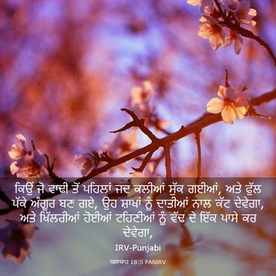 Picture 03 - ਯਸਾਯਾਹ 18:5 PANIRV - ਕਿਉਂ ਜੋ ਵਾਢੀ ਤੋਂ - Bible Verse Picture
