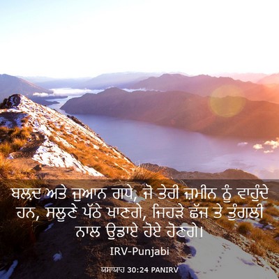 Picture 03 - ਯਸਾਯਾਹ 30:24 PANIRV - ਬਲ਼ਦ ਅਤੇ ਜੁਆਨ ਗਧੇ, - Bible Verse Picture