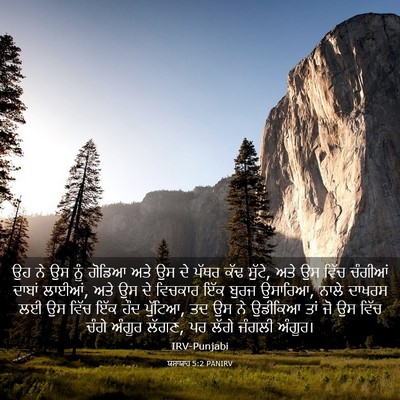 Picture 03 - ਯਸਾਯਾਹ 5:2 PANIRV - ਉਹ ਨੇ ਉਸ ਨੂੰ ਗੋਡਿਆ - Bible Verse Picture