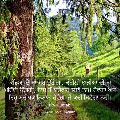 Picture 03 - ਯਸਾਯਾਹ 55:13 PANIRV - ਕੰਡਿਆਂ ਦੇ ਥਾਂ ਸਰੂ - Bible Verse Picture