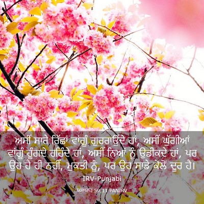 Picture 03 - ਯਸਾਯਾਹ 59:11 PANIRV - ਅਸੀਂ ਸਾਰੇ ਰਿੱਛਾਂ - Bible Verse Picture