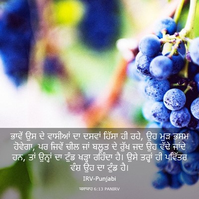 Picture 03 - ਯਸਾਯਾਹ 6:13 PANIRV - ਭਾਵੇਂ ਉਸ ਦੇ ਵਾਸੀਆਂ - Bible Verse Picture