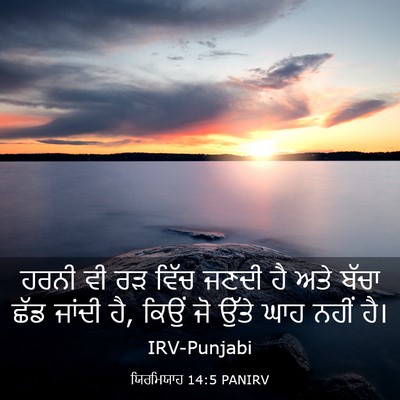 Picture 03 - ਯਿਰਮਿਯਾਹ 14:5 PANIRV - ਹਰਨੀ ਵੀ ਰੜ ਵਿੱਚ - Bible Verse Picture